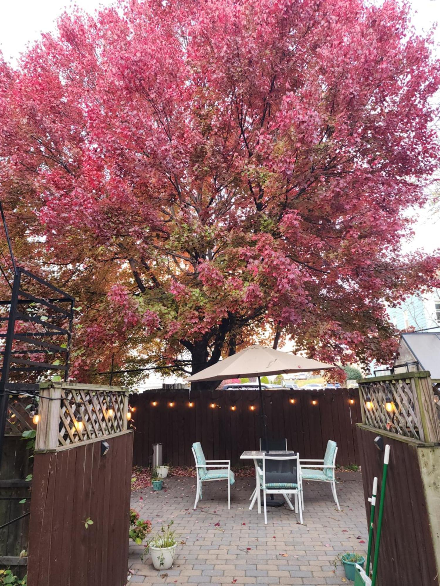 Magnolia Stay Near New York City Jersey City Exterior foto